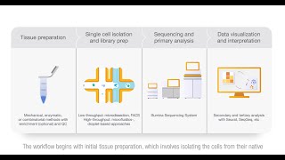 Illumina Singlecell Sequencing and Analysis Workflow [upl. by Adiene]