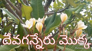 Deva Ganneru flowersPlumeria acutifoliaదేవగన్నరు పూల చెట్టుPagoda treeTemple tree [upl. by Cullin]