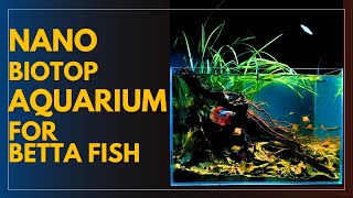 Betta Fish Tank Set up  Nano Biotope Aquarium  Aquascape Tutorial [upl. by Mizuki]