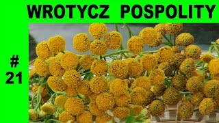 Wrotycz pospolity  oczyszczenie organizmu naturalny odstraszacz gryzoni owadów i robactwa 21 [upl. by Nawuq648]