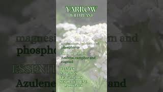 Yarrow  Achillea millefolium [upl. by Nylorahs]