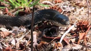 Rat Snake Turtlesinger Reptile Awareness Day Blog httpsturtlesingerorgoctober212024html [upl. by Tedman]