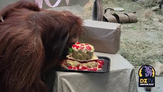 Berani the Sumatran Orangutan Turns 29 [upl. by Goldsmith]