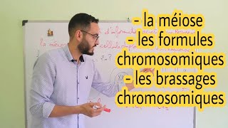 Résumé de la méiose formule chromosomique les différents brassages chromosomique [upl. by Noyar]