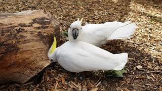 Sulphur crested Cockatoos [upl. by Vikki]