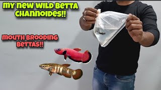 My most EXPENSIVE amp RARE BETTA  Betta Channoides  The real WILD Bettas [upl. by Alaet]