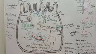 Cholera Toxin [upl. by Aurita]