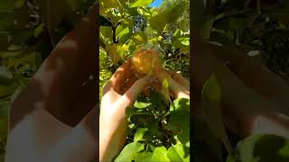 Kuch kamal ke gadget✨🤯 Growing fruit art shorts woodworking viralshorts smartphone magic [upl. by Trinity]