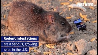 Tips to Keep Rodents Out of House  PestWorld [upl. by Ibot]