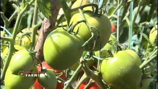 How much you need to start Tomato farming business  Horticulture [upl. by Morehouse551]