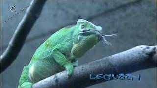 hungry chameleon  kameleon [upl. by Faus]