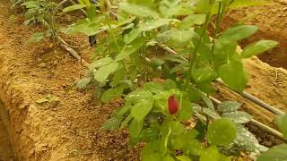 Polyhouse Cultivation  Dutch Rose डच गुलाब की फसल [upl. by Dann]