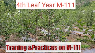 4th Leaf Year Jeromine M111 Rootstock [upl. by Solley154]