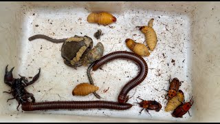 Wonderful I Found So Many Palm Weevils  Centipede and Giant Millipedes with other Poison Insects [upl. by Unam]