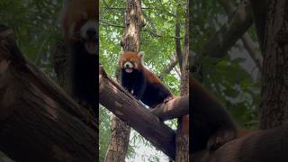 Red Pandas Moments Chengdu China 小熊猫的欢乐时光 travel china panda redpanda sichuan chengdu [upl. by Unders973]