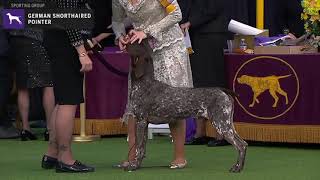 Pointers German Shorthaired  Breed Judging 2020 [upl. by Merrile]