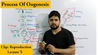 Oogenesis  How egg cells are produced [upl. by Noemys]