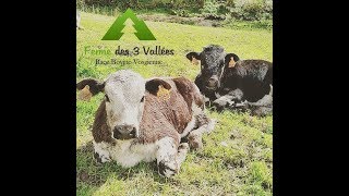 Ferme Des 3 vallées Race vosgiennes [upl. by Kiehl]