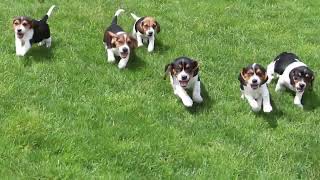 Beagle Puppies For Sale [upl. by Alle]