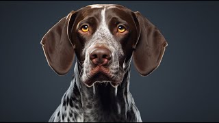 German Shorthaired Pointer Mental Stimulation and Enrichment Activities [upl. by Einamrej962]