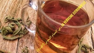 الفوائد السحرية لرعي الحمام الليمونياللويزة Les bienfaits de la Verveine Citronnelle  Verbena [upl. by Rot]