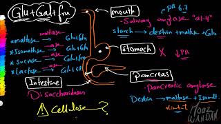 08 Carbohydrates Digestion Absorption Moaz Wahdan [upl. by Ikoek]