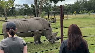 Petting the Rhino  Australia zoo [upl. by Aiciles]