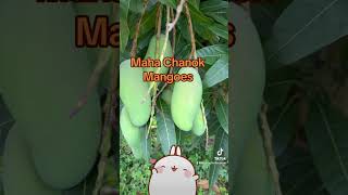 Maha chanook mangoes A fiberless sweet amp floral tasting Thai variety We ship Follow for updates [upl. by Gnet]