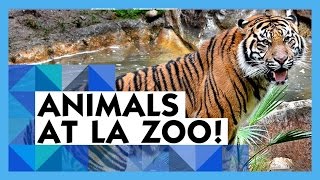 LOTS OF CUTE ANIMALS  Los Angeles Zoo trip [upl. by Jaynell389]