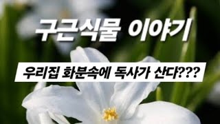 치오노독사Chionodoxa 겨울내내 화분에 독사를 키워볼까나 [upl. by Arlette]