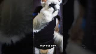 BAP  One Shot 25Second Cover  Fursuit Performance [upl. by Marcille184]