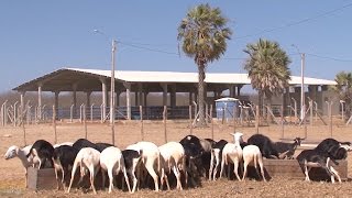 Criação de Caprinos e ovinos [upl. by Aihsa]