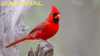 cardinal sound cardinal bird call northern cardinal soundsshorts [upl. by Yesteb413]