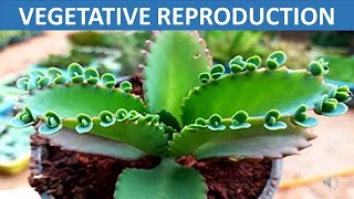 Vegetative Reproduction  Stem Root Leaves Spore  Science Educational Video for Children [upl. by Burkhard376]