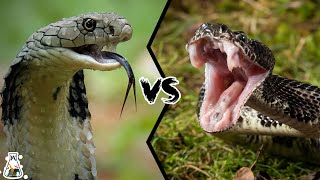 King Cobra vs Rattlesnake  Who Would Win a Fierce Fight [upl. by Nauj]