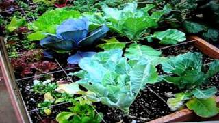 Raised bed garden using cinder blocks and hoophouse VIDEO THREE OF FIVE [upl. by Tizes129]