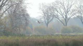 Leegveld in Liessel rand Deurnese Peel buizerd blauwe reiger blauwe kiekendief v knobbelzwanen [upl. by Ahsenik]