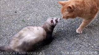 The good cat the bad cat and Snoopy the ferret [upl. by Eintruoc297]