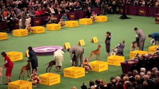 Westminster Dog Show 2012 Best in Group  Hound [upl. by Aliza757]