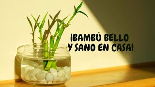 Bambú de la suerte cuidados en agua  ¡Regalalo a alguien especial para ti [upl. by Suisyola]