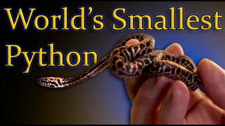 The Smallest Python In The World  Childrens Python Spotted Python Care Guide [upl. by Names]