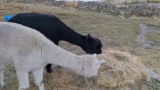 Alpacas de Gredos The Hay Ladies [upl. by Reyem282]