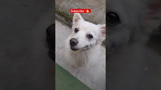 Cute Pavilion Dog  Very Sweet Pavilion Dogshortvideo funny [upl. by Cheyney953]