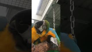 part 3 Macaw Breeding Aviary build parrot birds macaw cute birdslover exoticbird breeding [upl. by Wallinga]