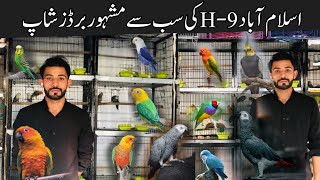 Itwar Bazar Islamabad  Islamabad Birds Market  love BirdsParrot Chicks  Sunday Birds Market [upl. by Armando]