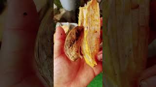 Planting mango seeds  garden homegardening youcandoitgardening growyourownfood nature [upl. by Cousins]