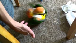 Mango Kiwi Caique Funny Play [upl. by Jemena]