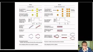 Mitosis vs Meiosis Comparison [upl. by Forras645]