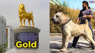 GOLD Statue of Alabai Dog Breed 😱😱 TUC [upl. by Comfort]