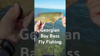 Bass on the Fly Fishing flyfishing flyfishinglife bassfishinglife bassfishing redington [upl. by Raffaello649]